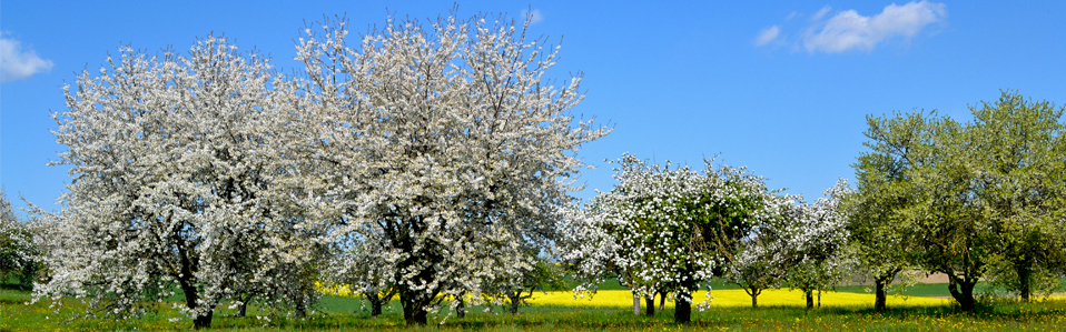 arbres_printemps.jpg